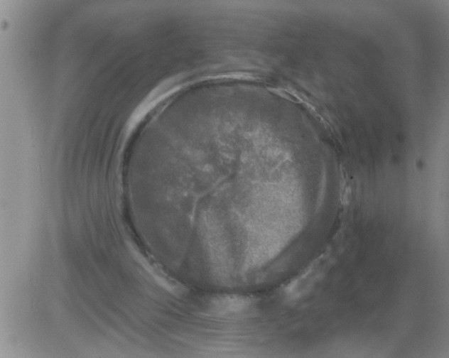 X0000083990198200703021948