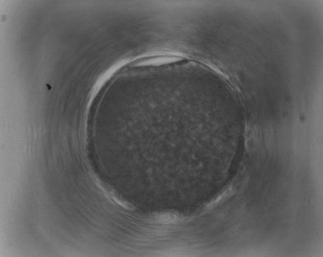 X0000083990200200703021948