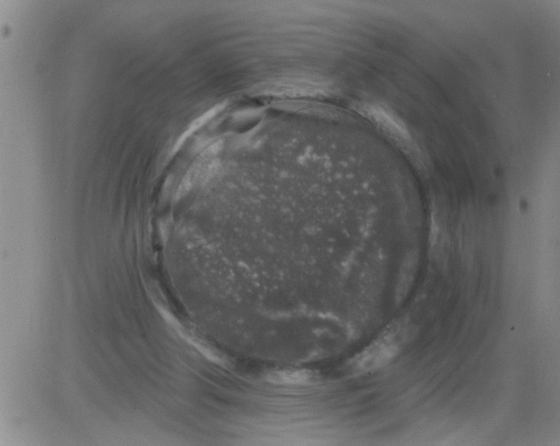 X0000083990202200703021948