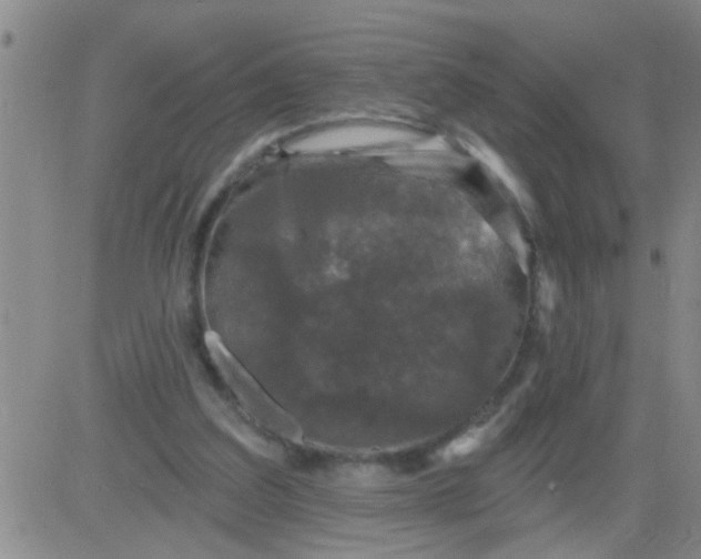 X0000083990203200703021948