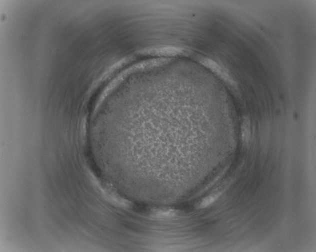 X0000083990206200703021948