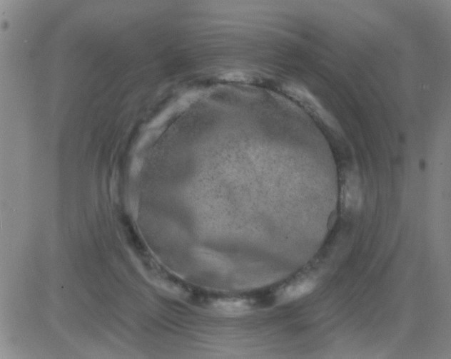 X0000083990213200703021948