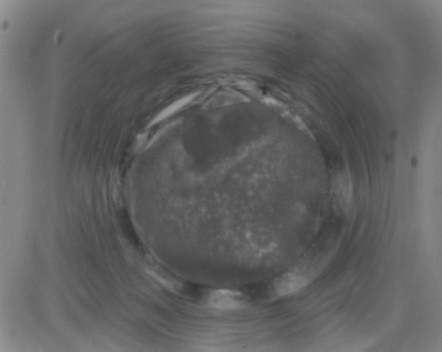 X0000083990222200703021948