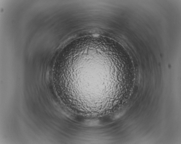 X0000083990266200703021947