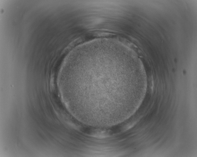 X0000083990267200703021947