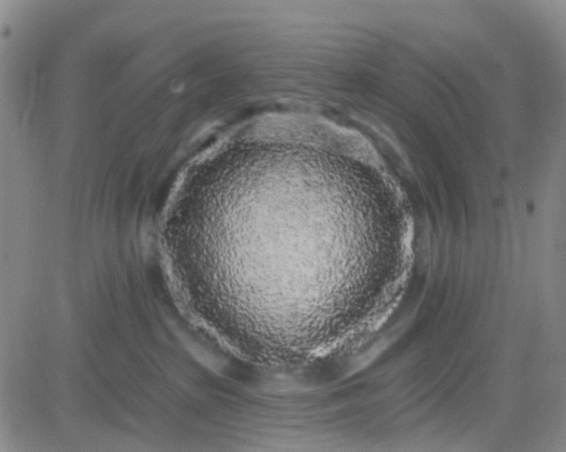 X0000083990285200703021947