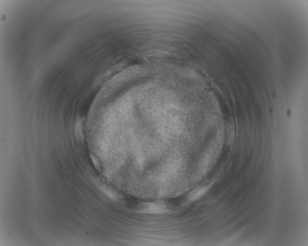 X0000083990286200703021947