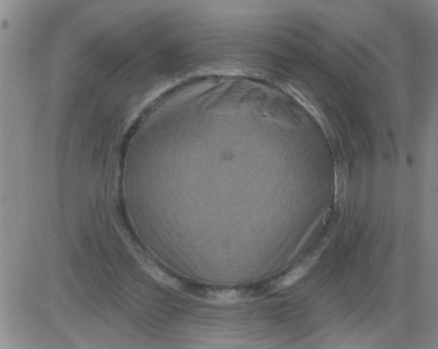 X0000083990301200703021946