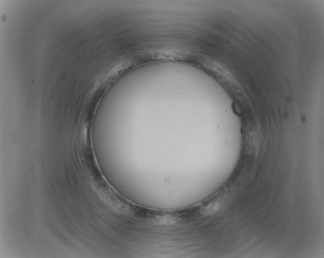 X0000083990310200703021946