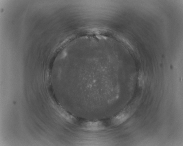 X0000083990314200703021946