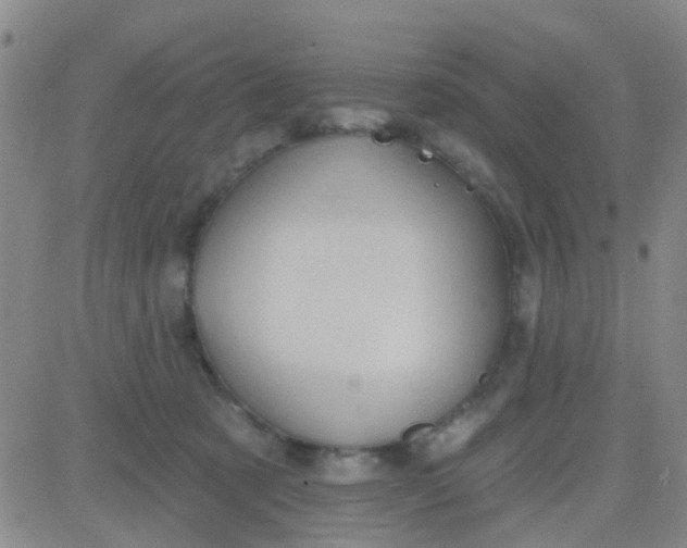 X0000083990321200703021946