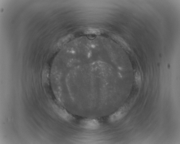 X0000083990322200703021946