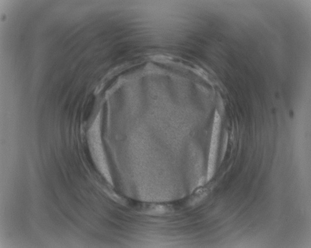 X0000083990330200703021946