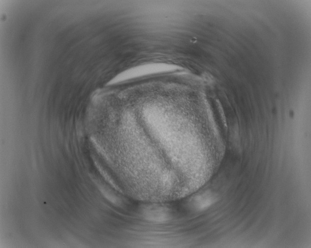 X0000083990331200703021946