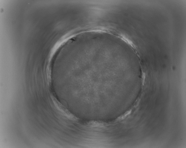 X0000083990343200703021945