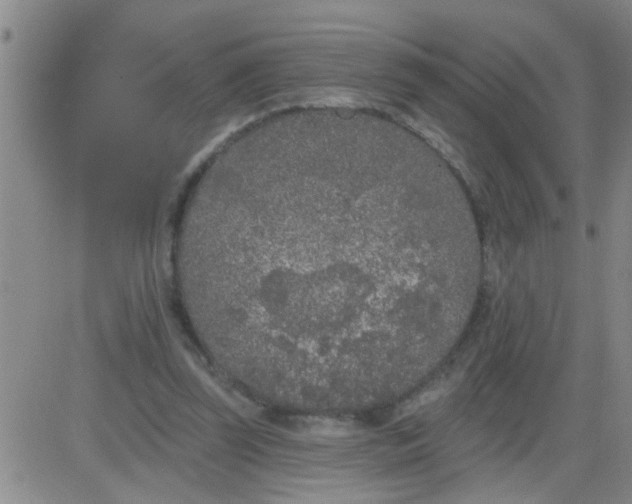 X0000083990347200703021945