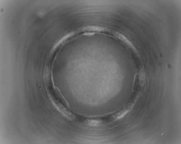 X0000083990352200703021945