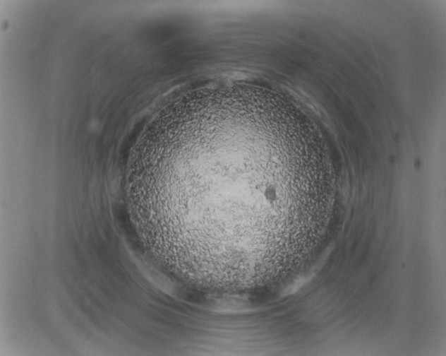 X0000083990359200703021945