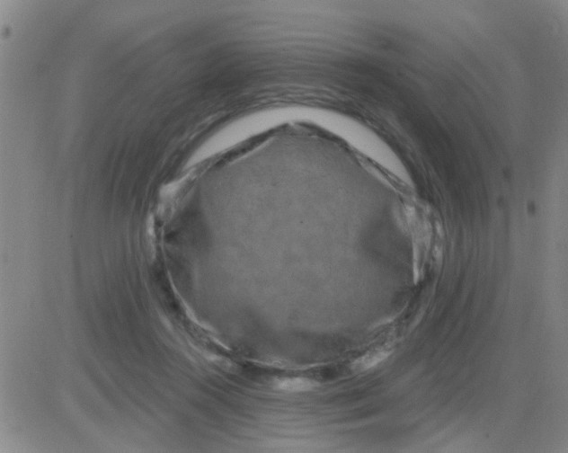 X0000083990360200703021945