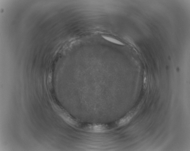 X0000083990365200703021945