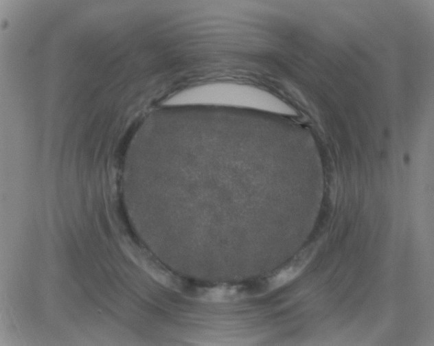 X0000083990366200703021945