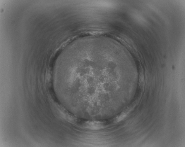 X0000083990367200703021945