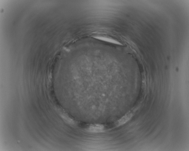 X0000083990369200703021945