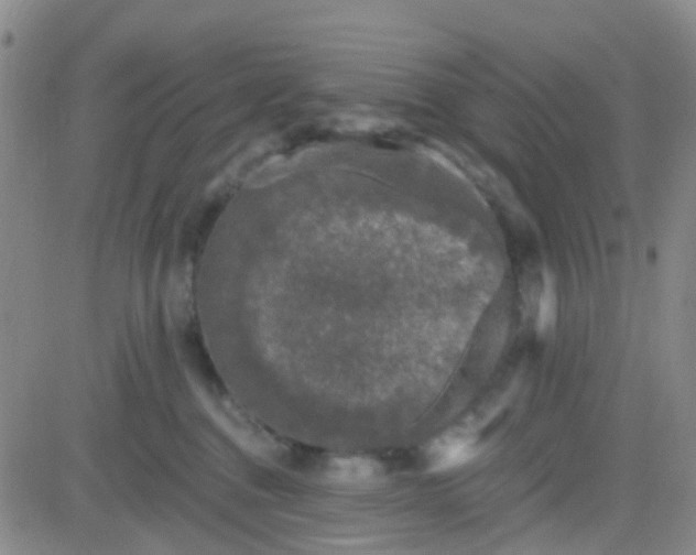 X0000083990376200703021946