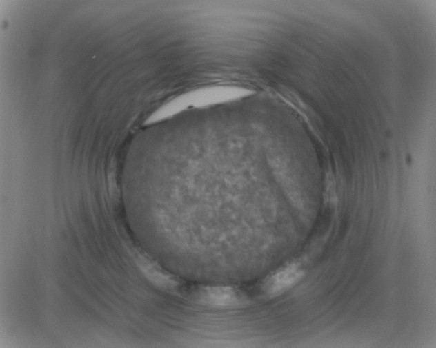 X0000083990377200703021946