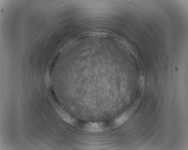 X0000083990381200703021946