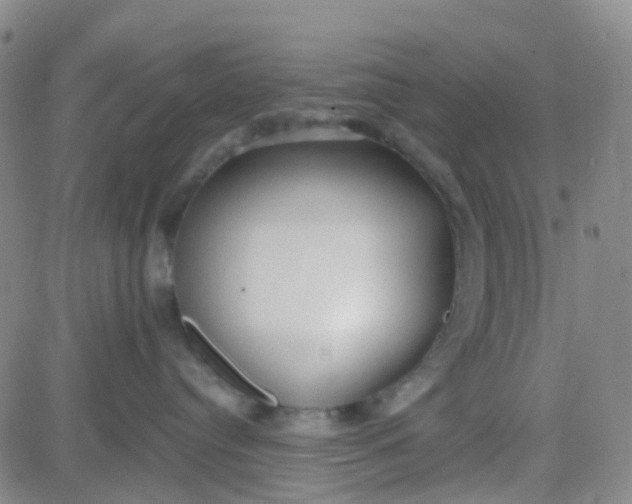 X0000083990384200703021946