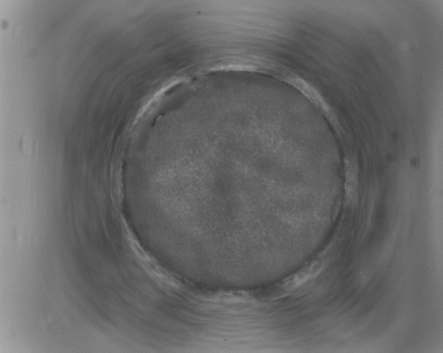 X0000083990386200703021945