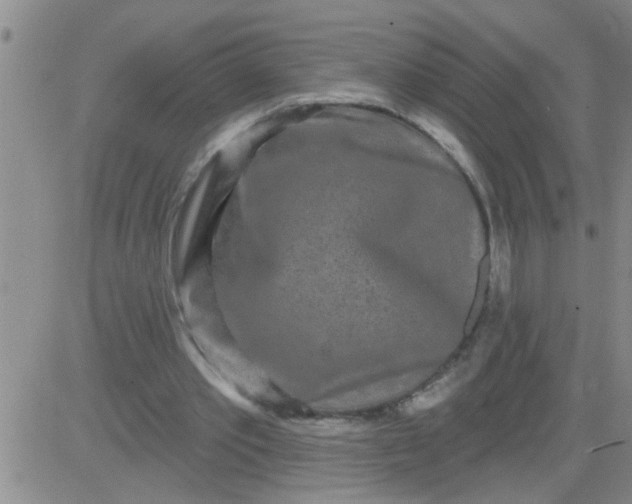 X0000083990389200703021945