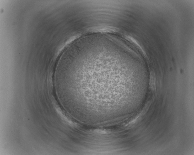 X0000083990394200703021945