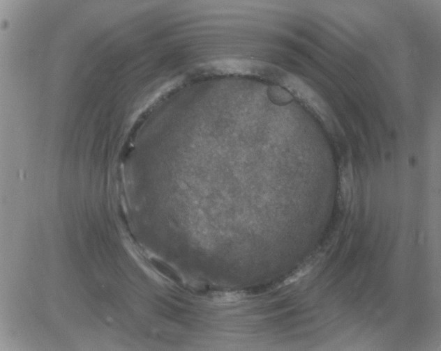 X0000083990398200703021945