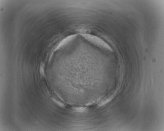 X0000083990432200703021944