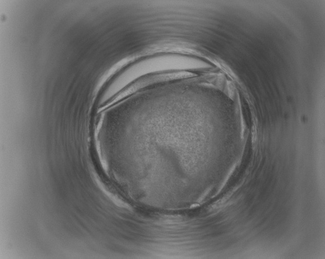 X0000083990438200703021943