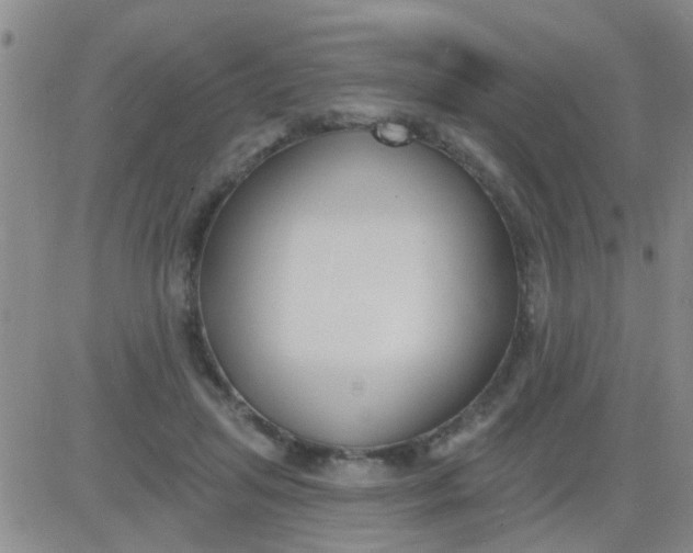 X0000083990455200703021944