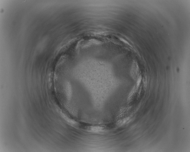 X0000083990462200703021944