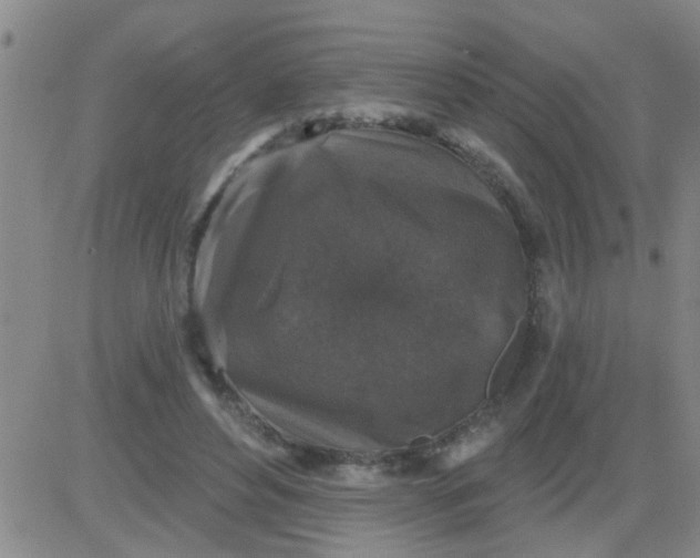 X0000083990496200703021943