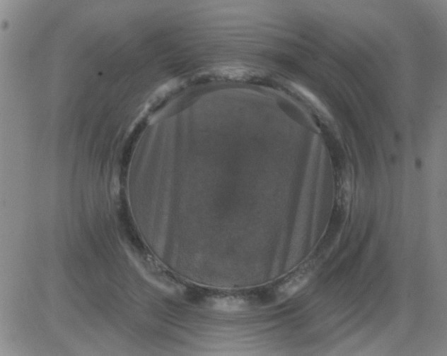 X0000083990500200703021943