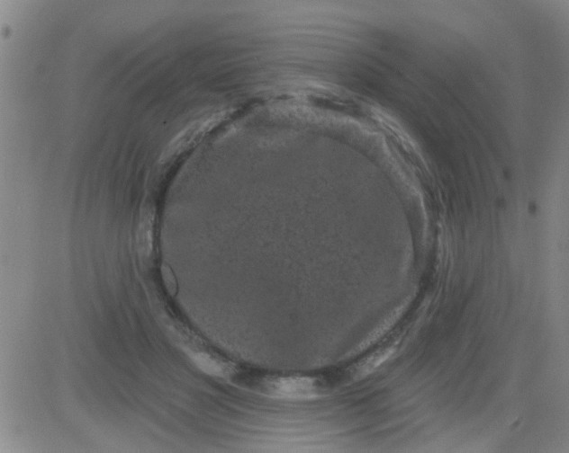 X0000083990501200703021943