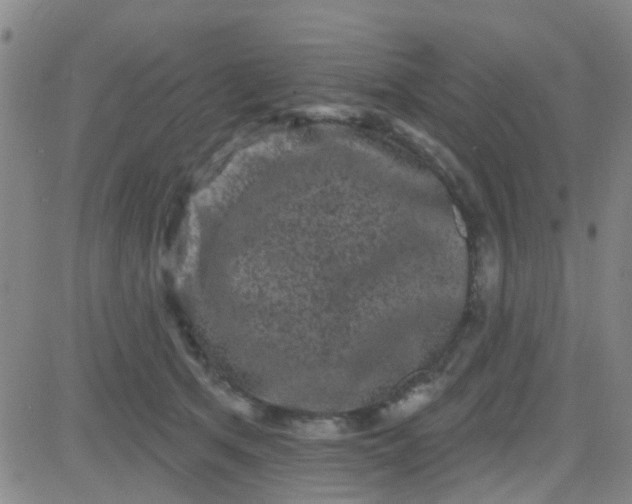 X0000083990513200703021943