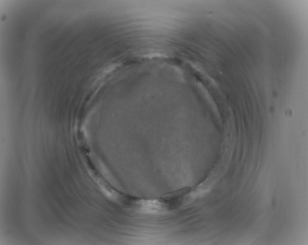 X0000083990528200703021943