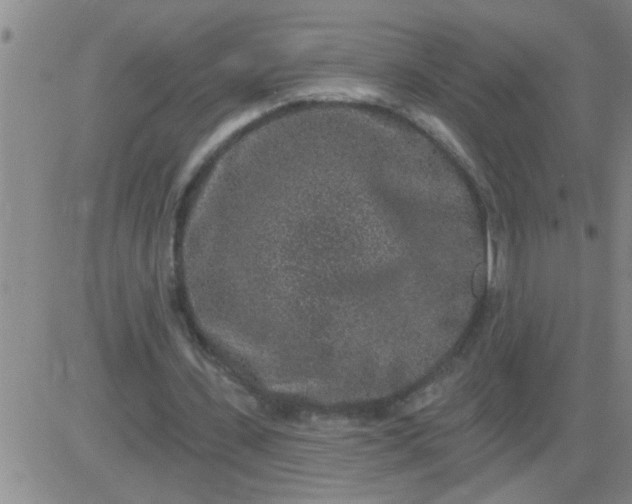 X0000083990531200703021942