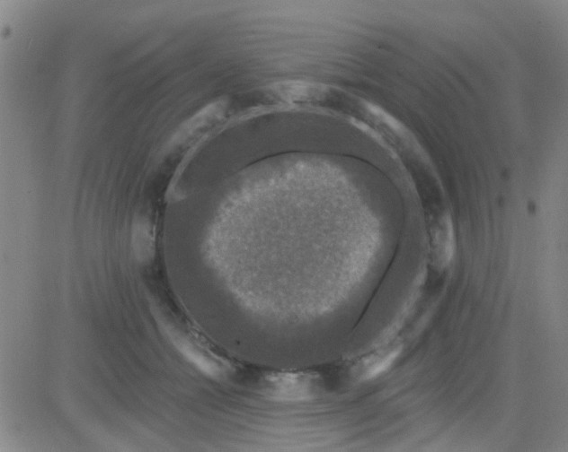 X0000083990558200703021942