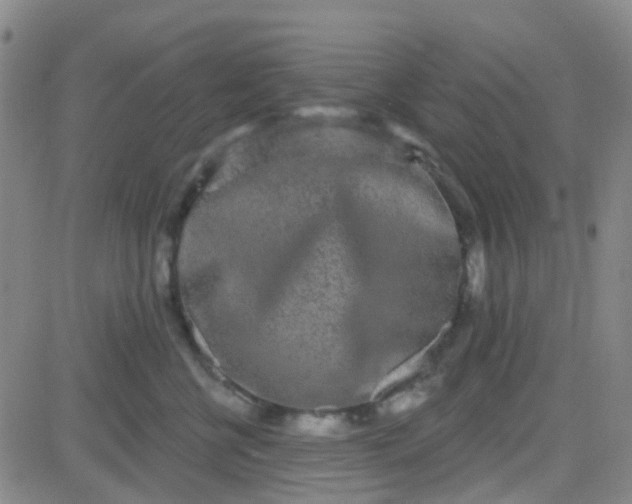 X0000083990570200703021942