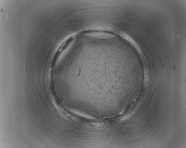 X0000083990580200703021942