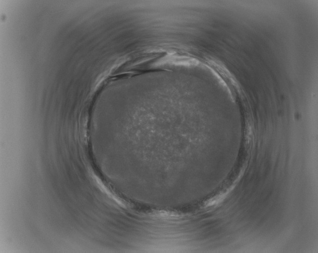 X0000083990585200703021942