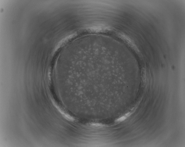 X0000083990590200703021941